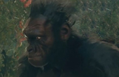 《祖先：人类史诗》首个实机演示 黑猩猩原始森林求生