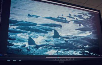 小岛晒《死亡搁浅》发售预告截图 鲸鱼搁浅，暴尸海滩